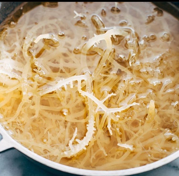 Unfolding the Health Benefits of Sea Moss: From A science Point of View